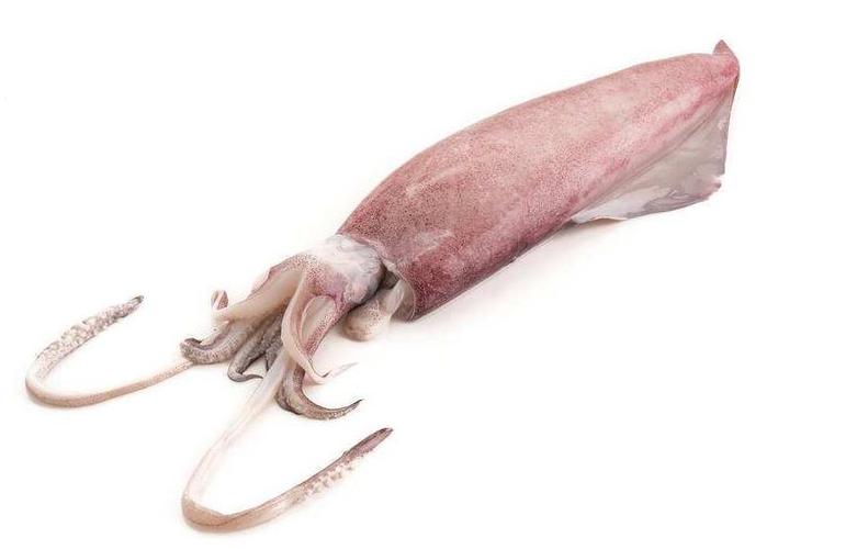 squid下载