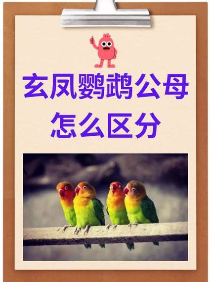 玄凤鹦鹉母的好还是公的好