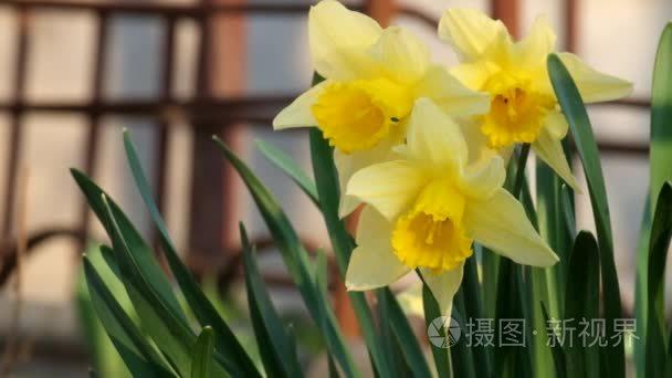 水仙短视频下载