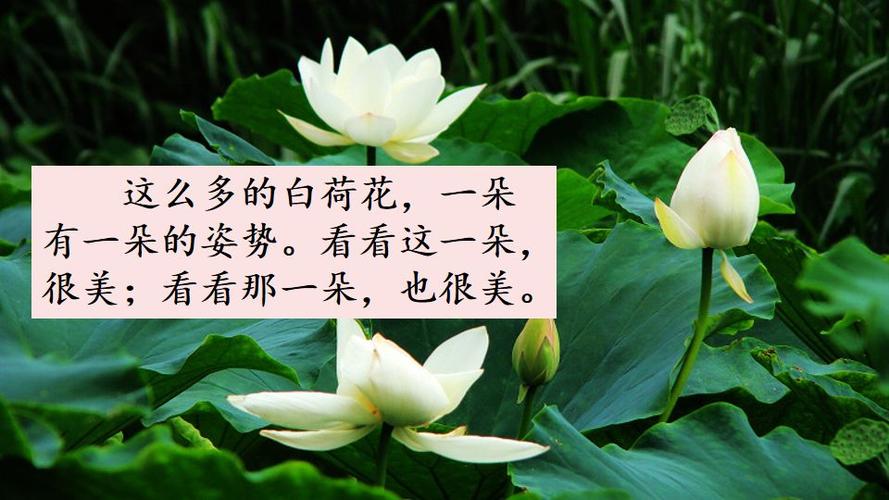 荷花第二书网txt