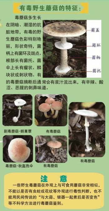 好蘑菇和毒蘑菇