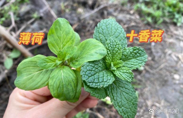 薄荷怎么种