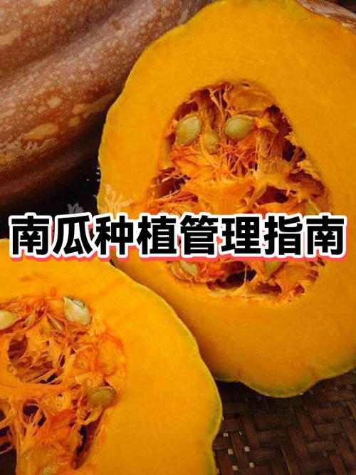 南瓜怎么种植缩略图