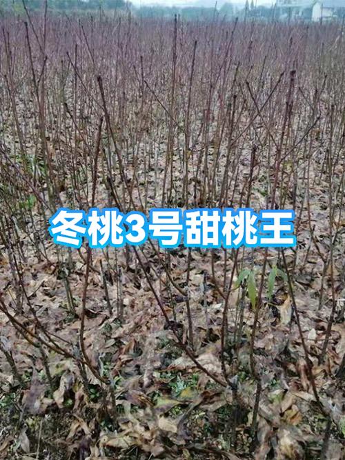 甜桃王简介