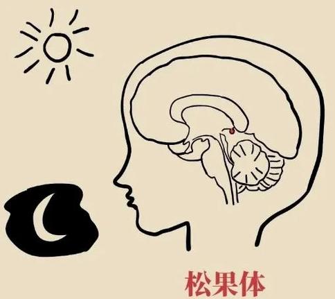 手环睡觉时用不用拿下来