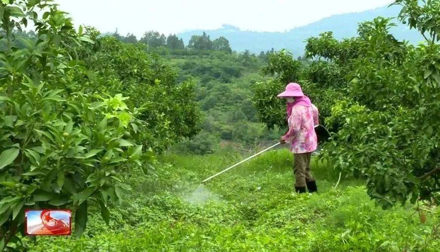 橙子太甜了有没打药