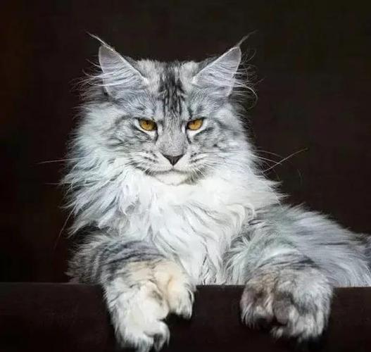 霸气猫咪品种缩略图
