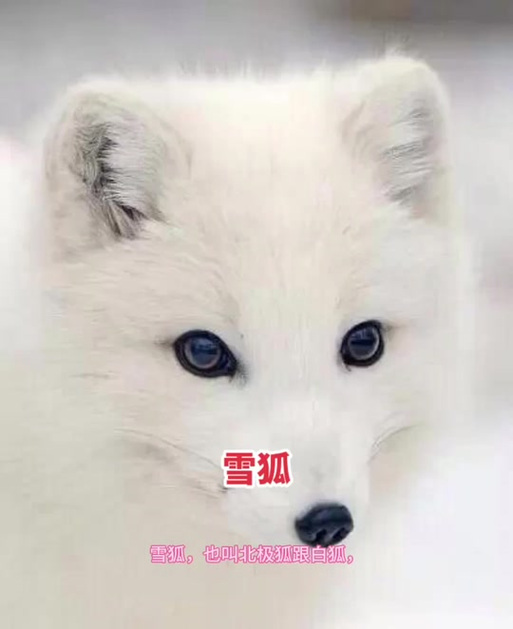 小白狐多少钱一只