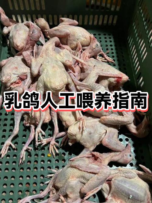 鸽子的正确喂养方法