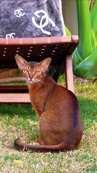 埃及阿比西尼亚猫价格