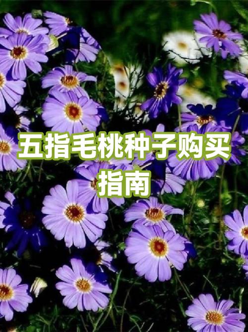 五指毛桃种子多少钱一斤