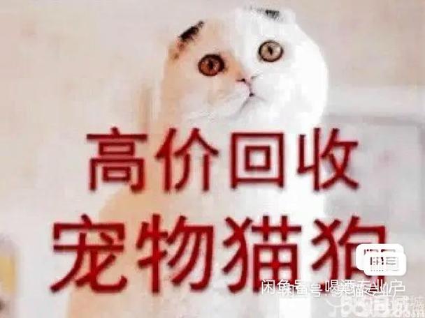 高价回收各种宠物狗