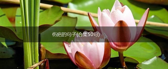 关于伤疤的句子