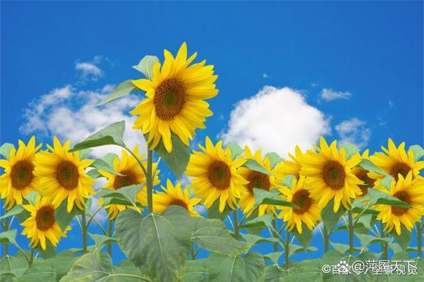 运动会开场舞(小小向日葵)歌词锄禾日