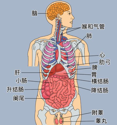 人体五脏结构图位置图