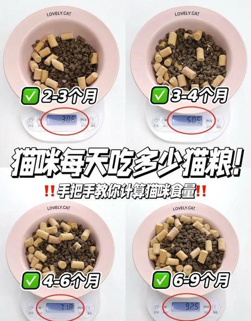 绿摩成年猫一天吃多少