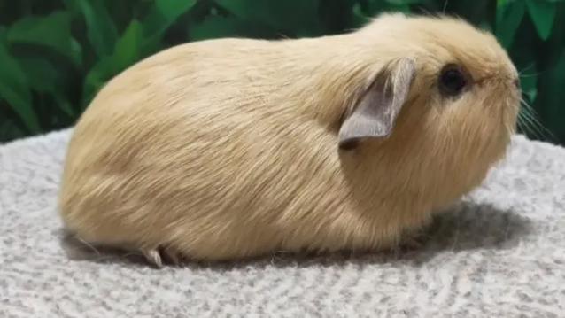 荷兰猪的品种