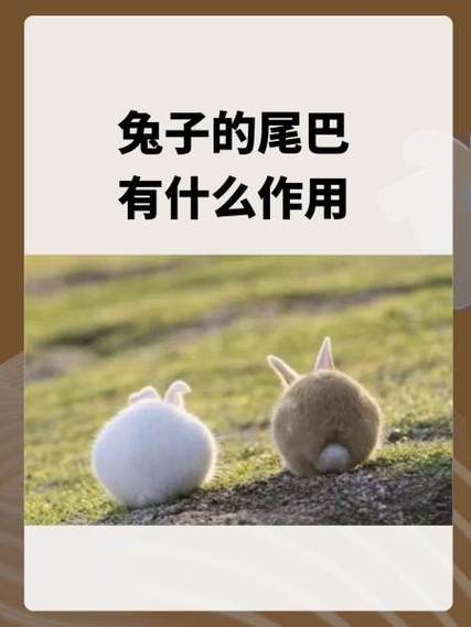 兔子尾巴插件使用感受