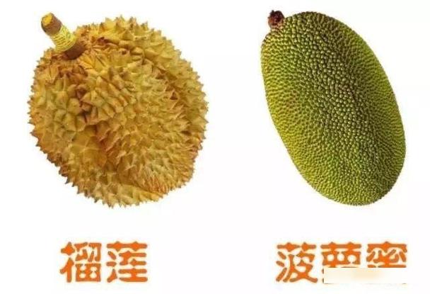 菠萝蜜口感是脆的是不是就是没熟