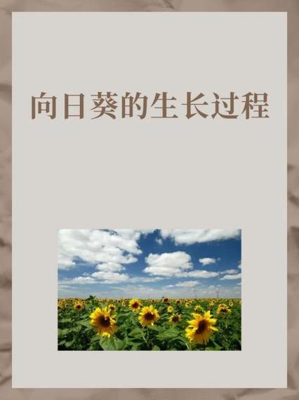 向日葵分享屏幕没有声音