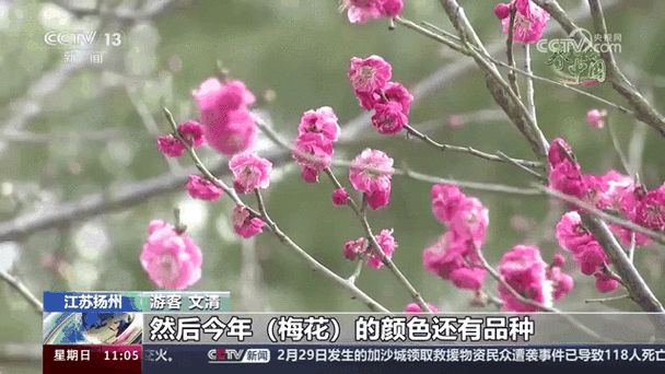 梅花视频app改名了叫什么名字缩略图