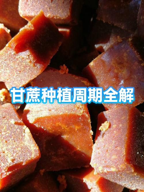 榨糖甘蔗种植成本