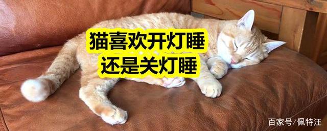 猫喜欢开灯还是关灯缩略图