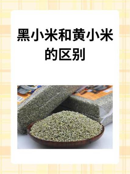 有黑小米这个品种吗