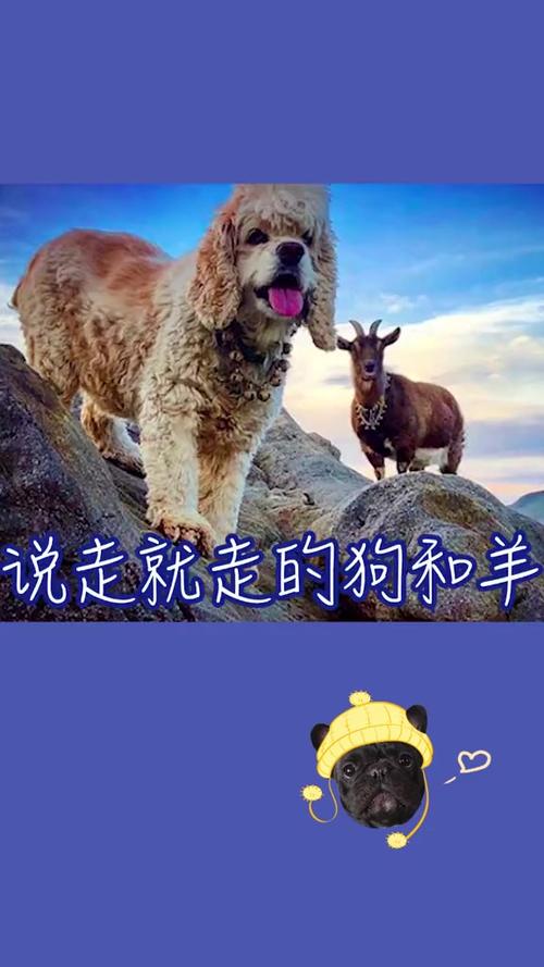 狗保护羊的故事