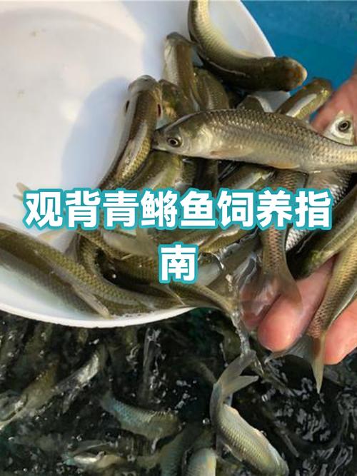 买孔雀鱼买小鱼还是老鱼