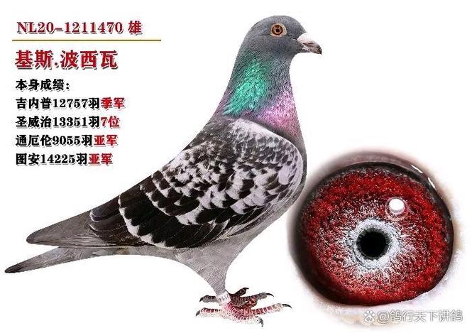 速飞