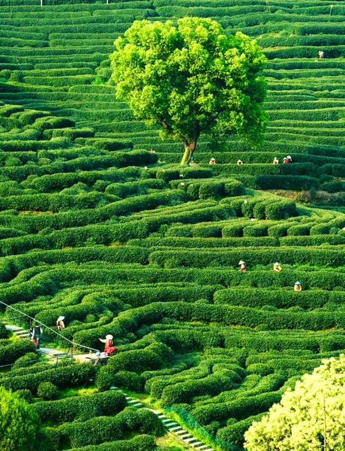 桃源空间茶树