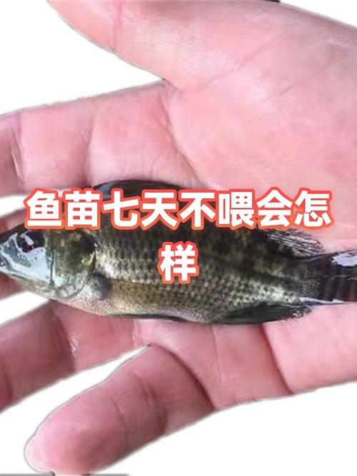 小鱼带着卵黄囊不动