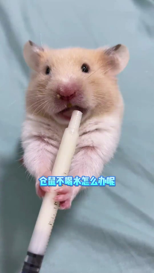 仓鼠一天不喝水能活嘛游戏截图