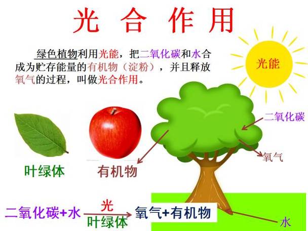 光合作用的场所ppt