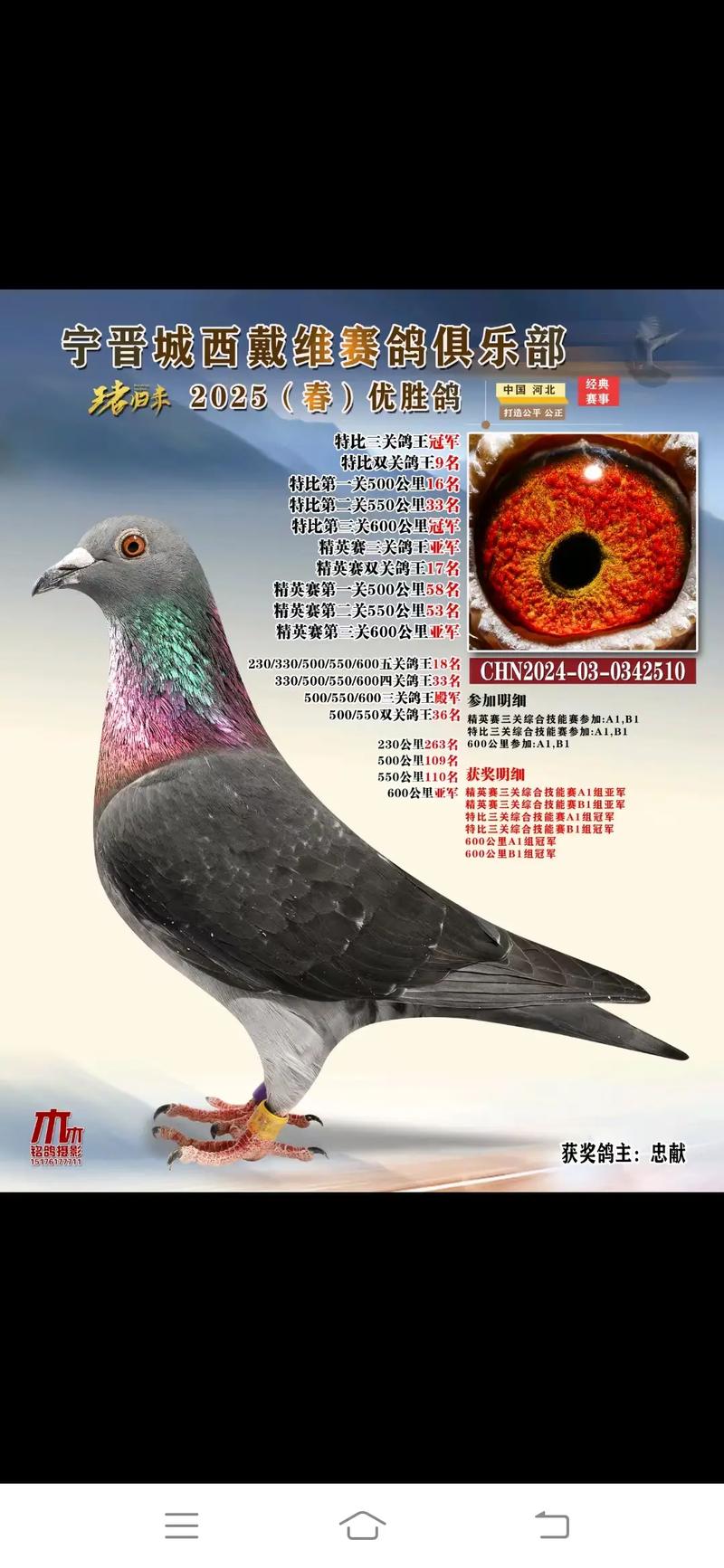 dps赛鸽查询官方下载