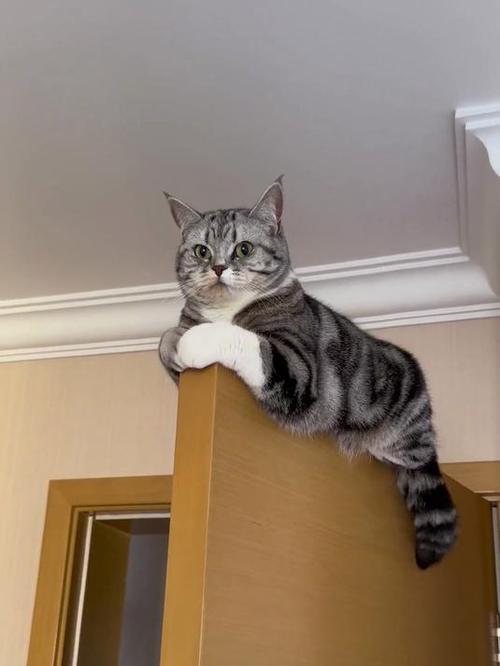 猫咪跟你捉迷藏的表现