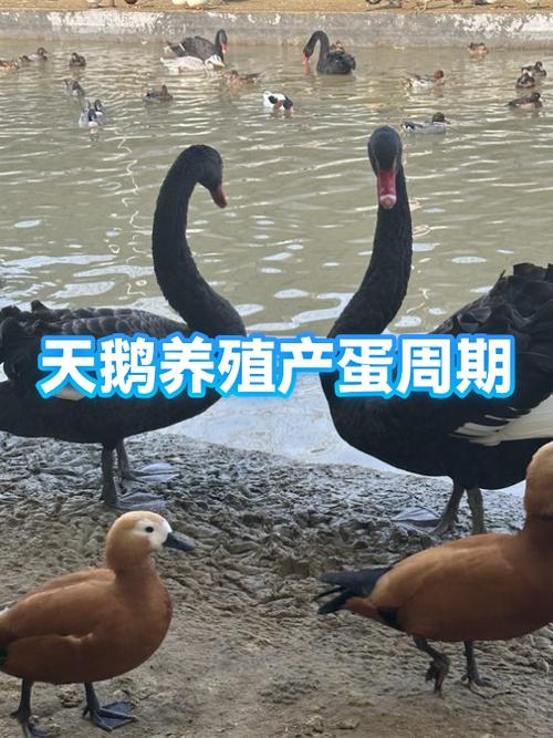 黑天鹅一年产蛋几枚