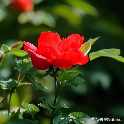 万花丛中一个男人句子