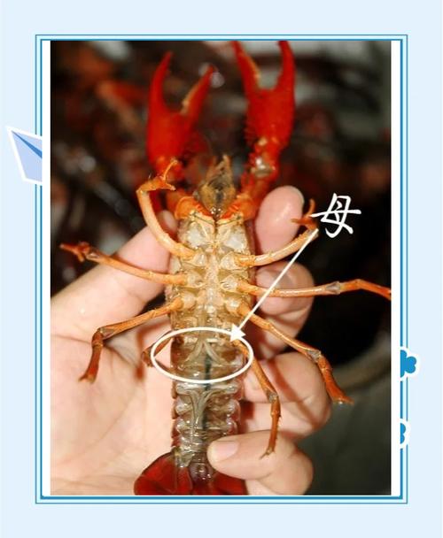 龙虾的前脚叫什么