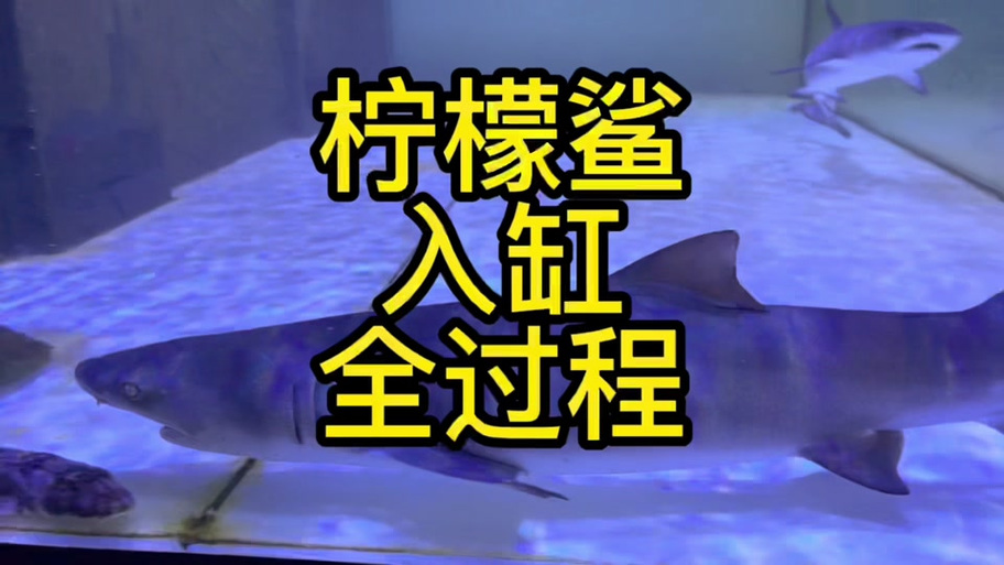 养柠檬鲨犯法吗