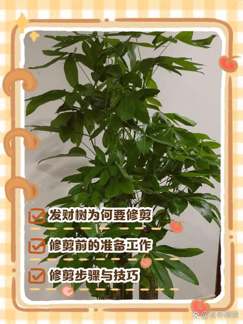 发财树枝太长能剪掉吗