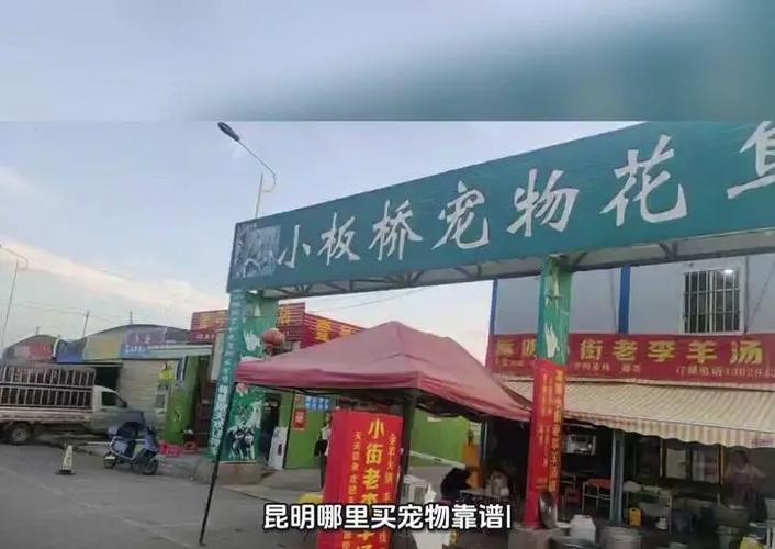 猫狗市场在哪里