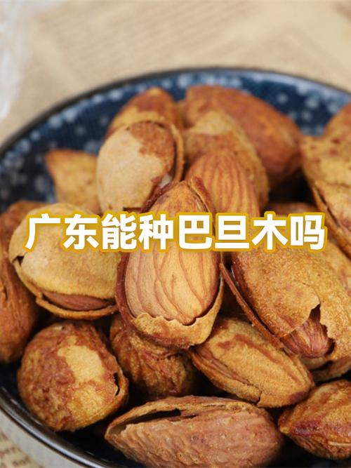 巴旦木对肝脏的功效