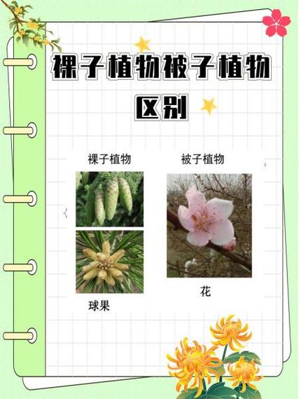 水晶兰是被子植物还是裸子植物