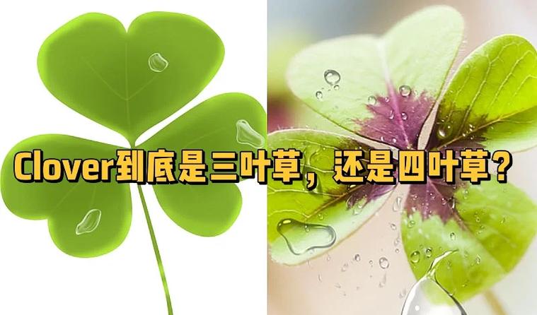 三叶草和四叶草哪个是幸运草图标
