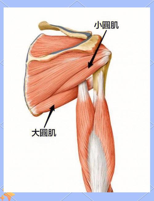 健身哪里最难练