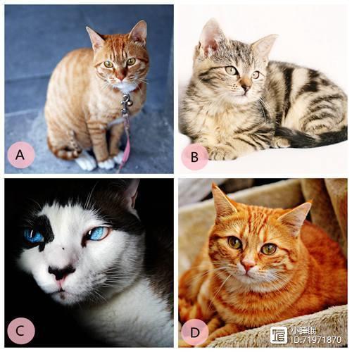 测试自己最像哪种猫