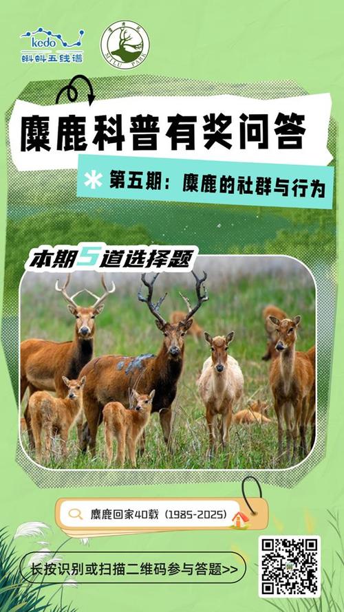 麋鹿阅读理解及答案