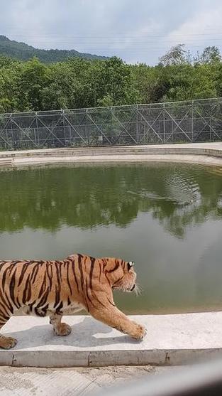 五只老虎抓鸭子
